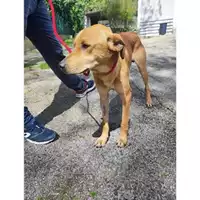 Foto dell\'animale Comune di Eboli - 380260170237242