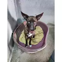 Foto dell\'animale Comune di Eboli - 380260170235939