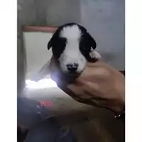Foto dell\'animale Comune di Eboli - 380260170235935