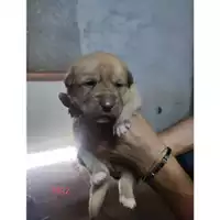 Foto dell\'animale Comune di Eboli - 380260170235932