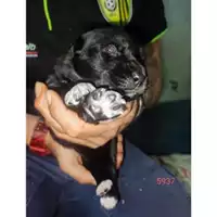 Foto dell\'animale Comune di Eboli - 380260170235937