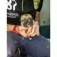 Foto dell\'animale Comune di Eboli - 380260170235921