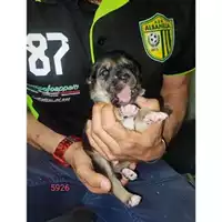 Foto dell\'animale Comune di Eboli - 380260170235926
