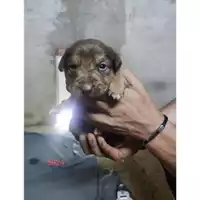 Foto dell\'animale Comune di Eboli - 380260170235924