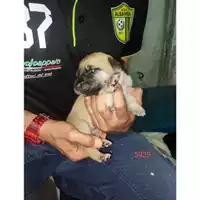 Foto dell\'animale Comune di Eboli - 380260170235923