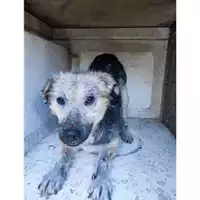 Foto dell\'animale COMUNE DI PELLEZZANO - 380260170246623