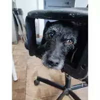 Foto dell\'animale COMUNE GIFFONI VALLE PIANA - 380260044805235