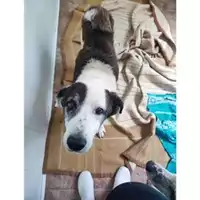 Foto dell\'animale COMUNE GIFFONI VALLE PIANA - 380260044808174