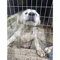 Foto dell\'animale COMUNE GIFFONI VALLE PIANA - 380260044668023