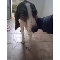 Foto dell\'animale Comune di Salerno - 380260170246819