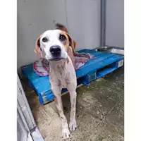 Foto dell\'animale COMUNE GIFFONI VALLE PIANA - 380260044807785