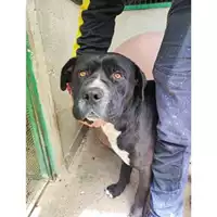 Foto dell\'animale COMUNE DI LAURINO - 380260170249452