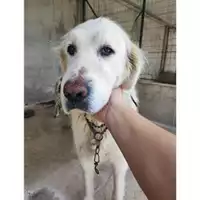 Foto dell\'animale COMUNE GIFFONI VALLE PIANA - 380260044667327