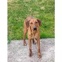 Foto dell\'animale Comune di Salerno - 380260170249115