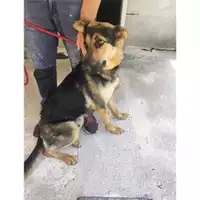 Foto dell\'animale Comune di Eboli - 380260170235328