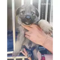 Foto dell\'animale Comune di Eboli - 380260170235330