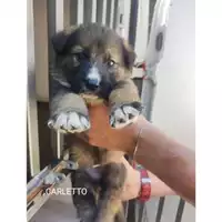 Foto dell\'animale Comune di Eboli - 380260170235323