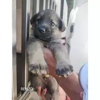 Foto dell\'animale Comune di Eboli - 380260170235329