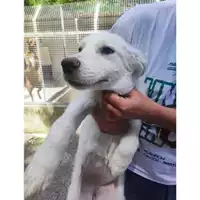 Foto dell\'animale Comune di Salerno - 380260170244565