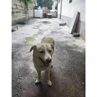 Foto dell\'animale Comune di Salerno - 380260170244569