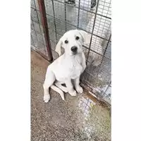 Foto dell\'animale Comune di Salerno - 380260170246486