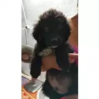 Foto dell\'animale Comune di Eboli - 380260170249252