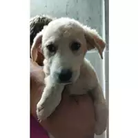 Foto dell\'animale Comune di Eboli - 380260170235338