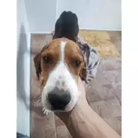 Foto dell\'animale Comune di Salerno - 380260044582697