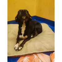 Foto dell\'animale Comune di Salerno - 380260043937244