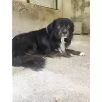 Foto dell\'animale Comune di Salerno - 380260170246382