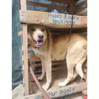 Foto dell\'animale Comune di Salerno - 380260170246626