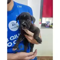 Foto dell\'animale COMUNE GIFFONI VALLE PIANA - 380260044671786