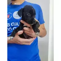 Foto dell\'animale COMUNE GIFFONI VALLE PIANA - 380260044808052
