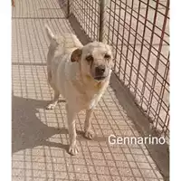 Foto dell\'animale Comune di Eboli - 380260041187787