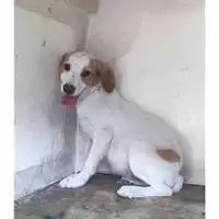 Foto dell\'animale Comune di Salerno - 380260170246294