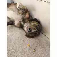 Foto dell\'animale Comune di Salerno - 380260170246935