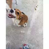 Foto dell\'animale  - 380260004819131