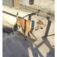 Foto dell\'animale Comune di Salerno - 380260006030910