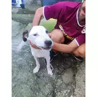 Foto dell\'animale Comune di Salerno - 380260006030914