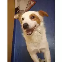 Foto dell\'animale Comune di Salerno - 380260006030947