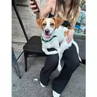 Foto dell\'animale COMUNE DI PELLEZZANO - 380260170225984