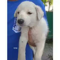 Foto dell\'animale Comune di Eboli - 380260170249250