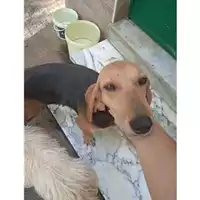 Foto dell\'animale Comune di Salerno - 380260170246875