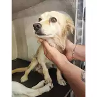 Foto dell\'animale Comune di Eboli - 380260170232810