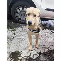 Foto dell\'animale Comune di Salerno - 380260170246638