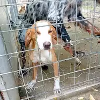 Foto dell\'animale COMUNE GIFFONI VALLE PIANA - 380260044808146
