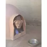 Foto dell\'animale Comune di Salerno - 380260170246393