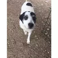 Foto dell\'animale Comune di Eboli - 380260041191824