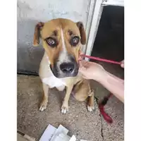 Foto dell\'animale Comune di Eboli - 380260170232760
