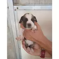 Foto dell\'animale Comune di Eboli - 380260170232478